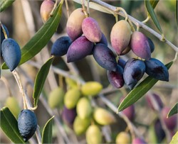 Researchers Seek Better Understanding of Olive Drupe Development